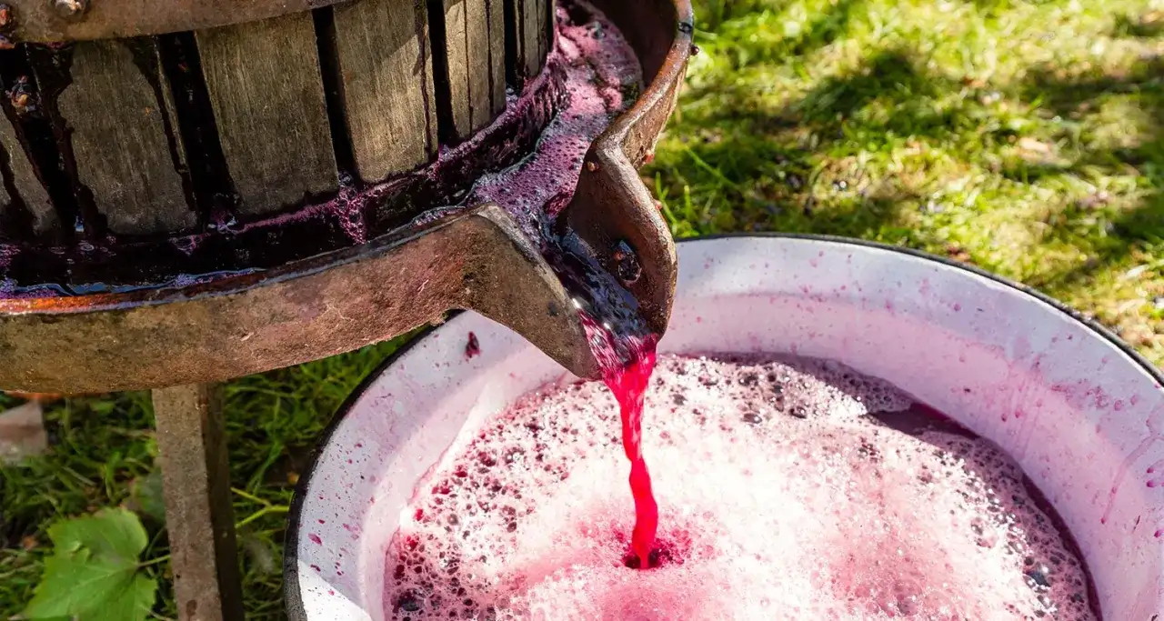 Weinherstellung - So entsteht guter Wein in 5 Schritten